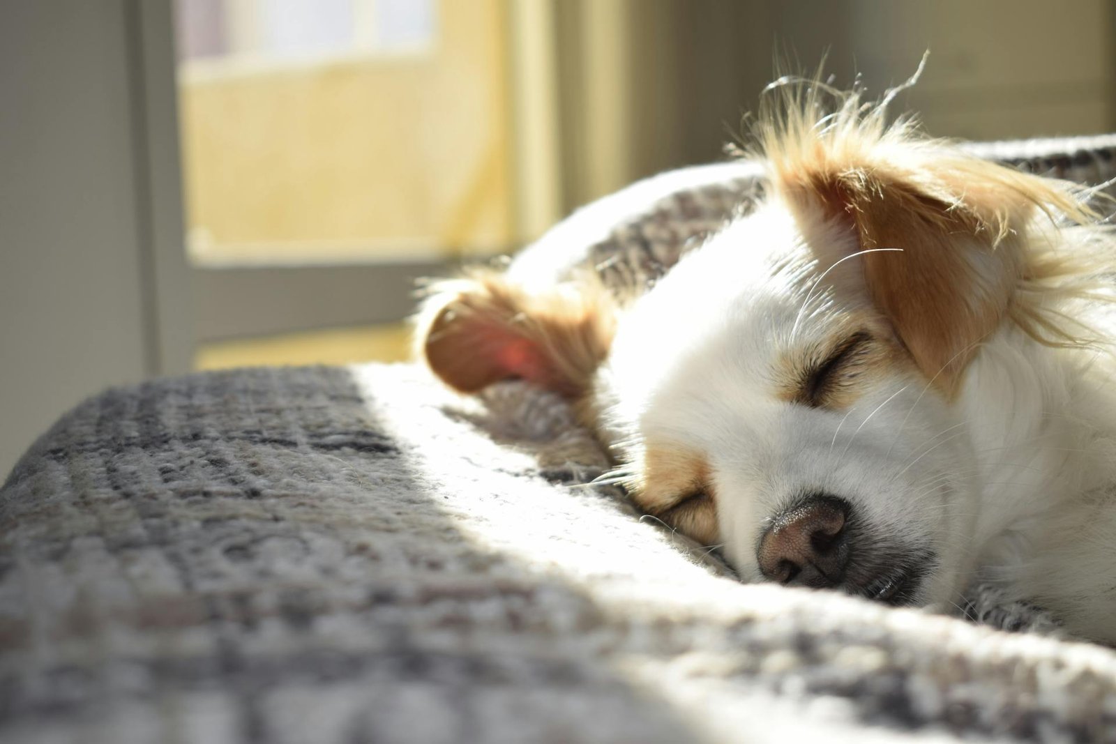 Moving with Pets? Here’s How to Keep Them Calm